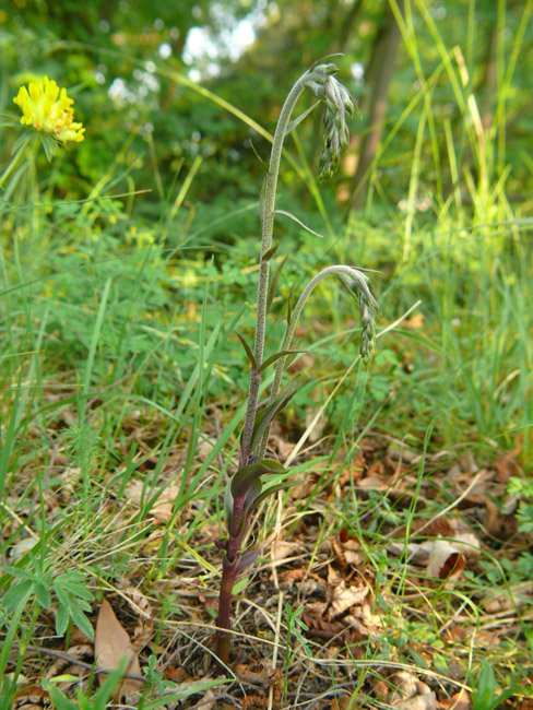 Epipactis microphylla: stelo e gemme